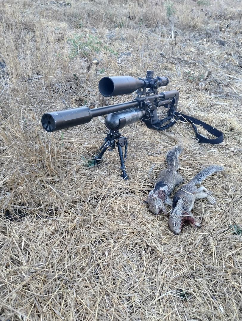 081122squirrel2.jpg