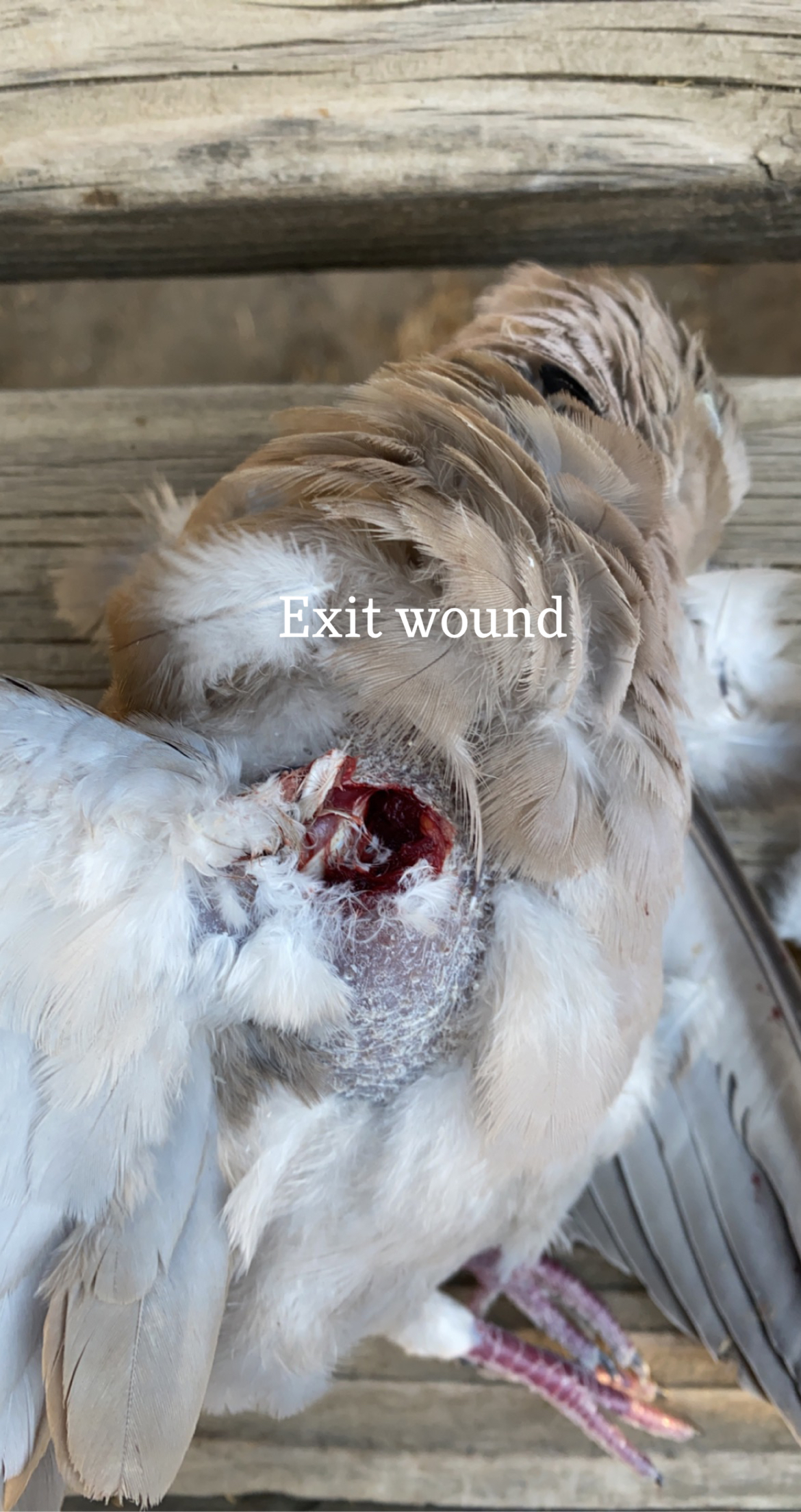 0A2F2956-3565-46ED-9A22-928CD36E4720.jpeg