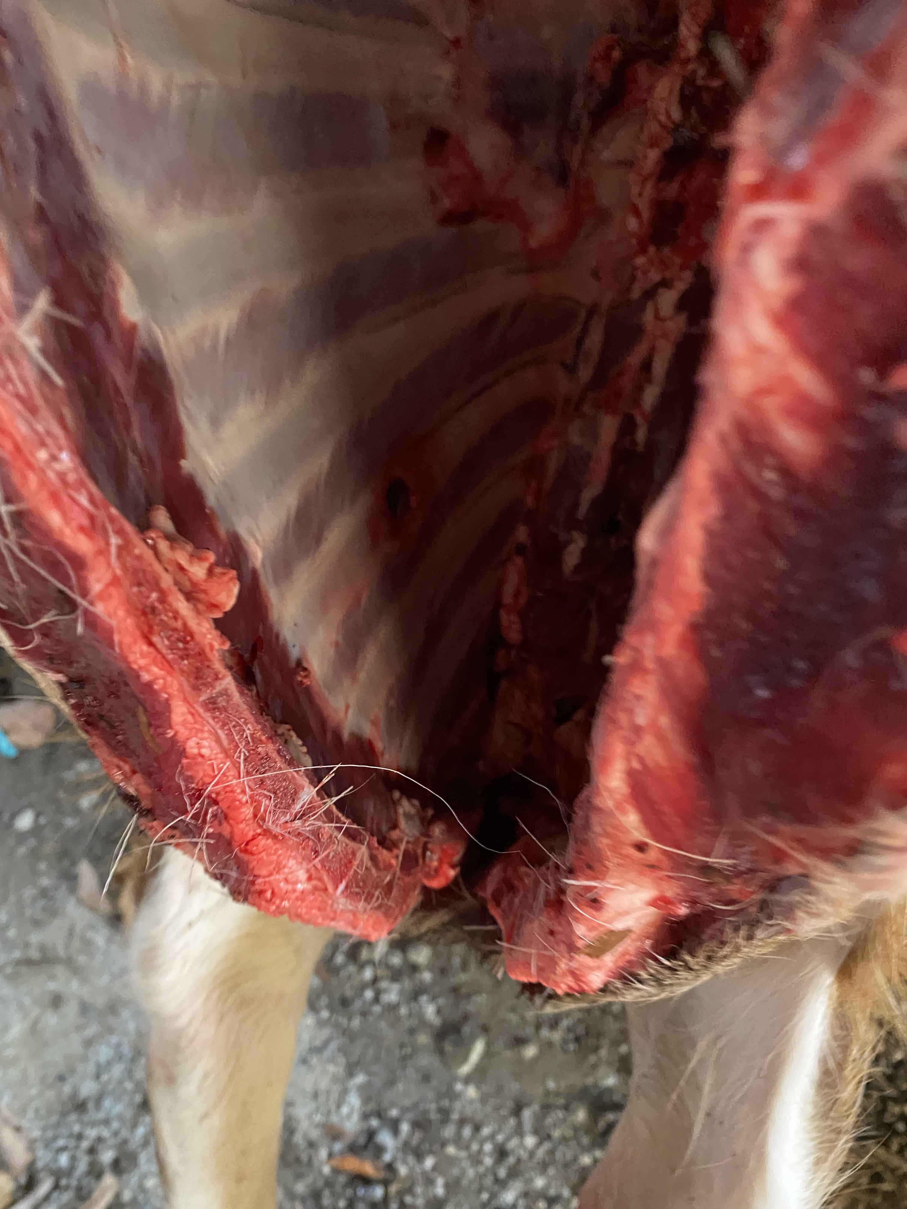 0BA02143-E035-4464-9FAA-F8A1A6469471.jpeg