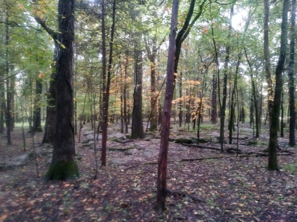 1011201750c_HDR.1602463958.jpg