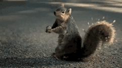 101602.1607991597.gif