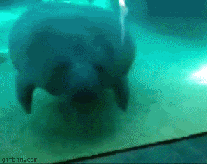 12bb465207f6ce35afb15097794f754d[1].gif