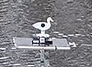 1524098091_13356541105ad7e42b86d187.53471480_floating-duck-field-target.JPG