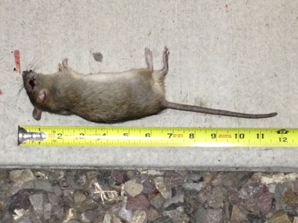 1525027863_7836856055ae614170059c0.91335568_Rat 4.29.2018.jpg