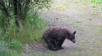 1527393230_8755929065b0a2bce973f91.69078740_bear-poos-in-the-woods - Edited.jpg