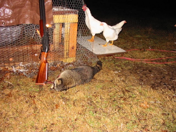 1527816789_16638636015b10a2556a6c02.60280976_Racoon.jpg
