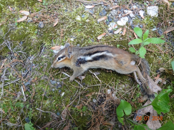 1527899405_7539101685b11e50def3f21.49134636_Fleas&Tick 1.JPG