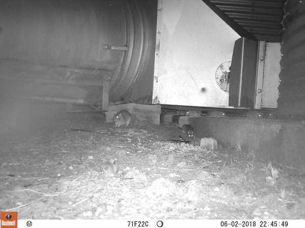 1528242272_15781007125b172060392393.42993177_7 rats.JPG