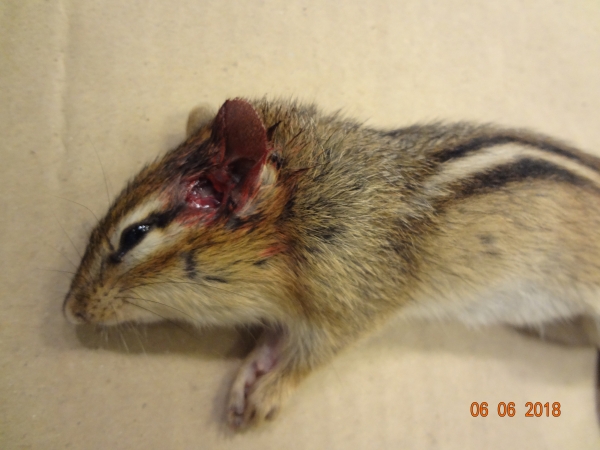 1528400599_17945906035b198ad70c6705.34397238_Chipmunk Entry 12yds 6-6.JPG