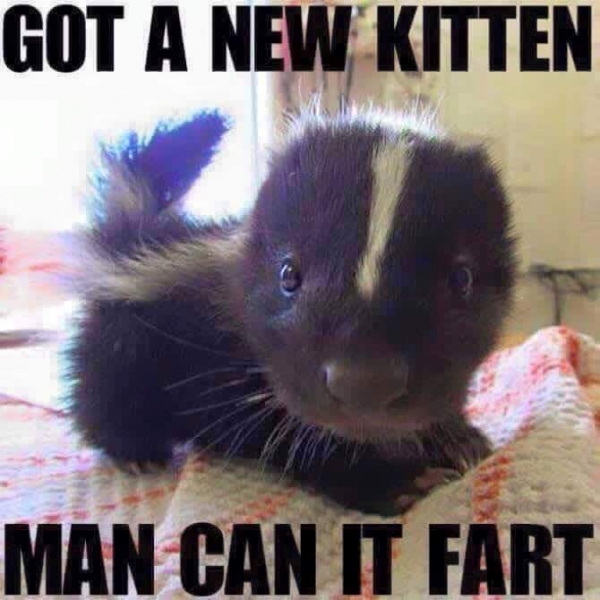 1529390113_194597165b28a421754d51.04532085_skunk kitty.jpg