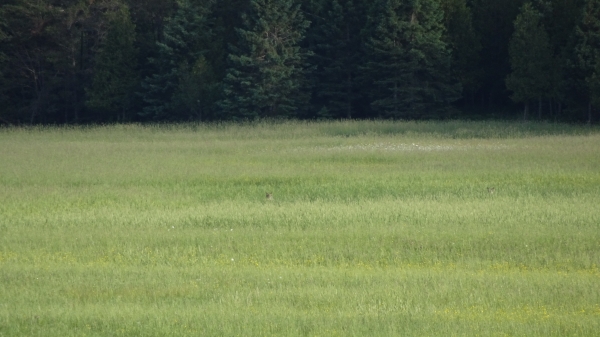 1529548636_7739717545b2b0f5c6dbdf9.04069357_DSC01515.JPG