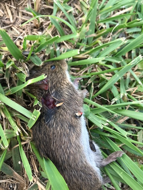 1530405192_5222724725b3821486612f8.44213463_Field Mouse.jpg