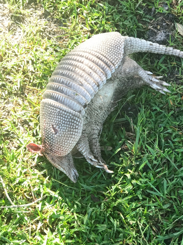 1533917801_13599220195b6dba692112a5.72961058_Armadillo.jpg