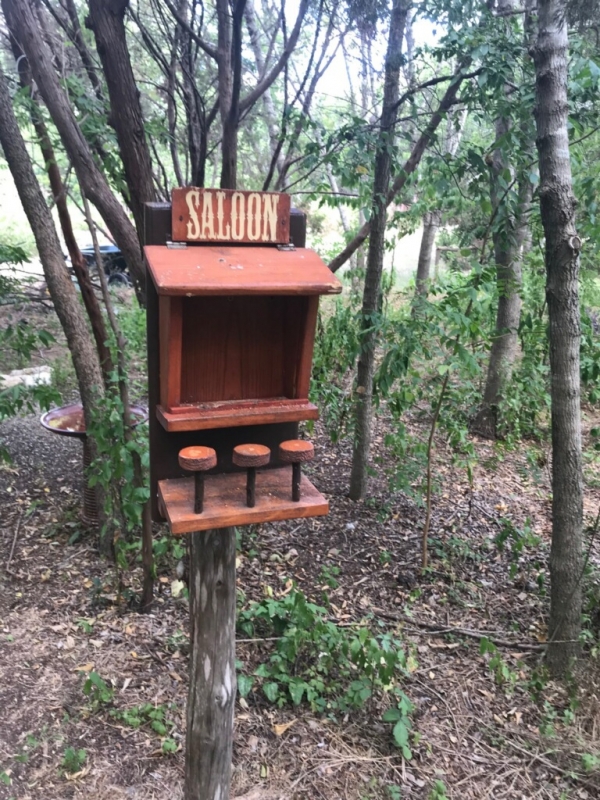 1534349502_3131519695b7450be57ec87.89657635_squirrel saloon.jpg