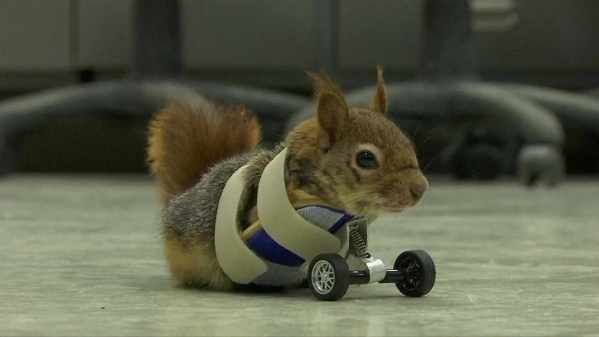 1534981751_19155606625b7df677caeda8.25769853_Squirrel lawsuit.jpg