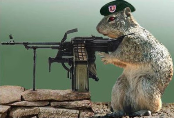 1534981842_6918740775b7df6d2d47920.21892340_squirrel gunner.jpg