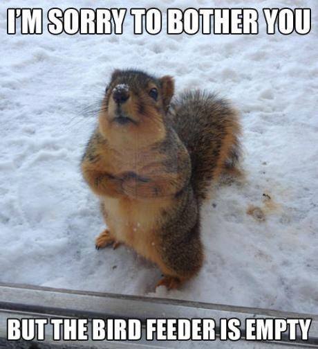 1535075433_19877030805b7f646939b106.24755240_squirrel.jpg