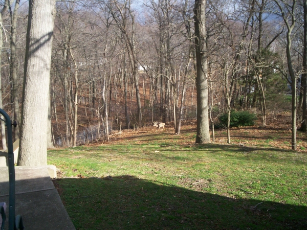 1535484208_19940998925b85a1301b7445.26127634_Deer 005.jpg