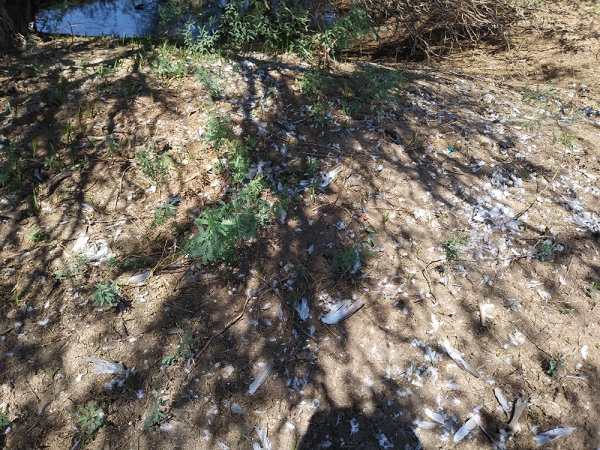 1536534455_16435623755b95a7b7ab50e6.35278320_Birds.jpg