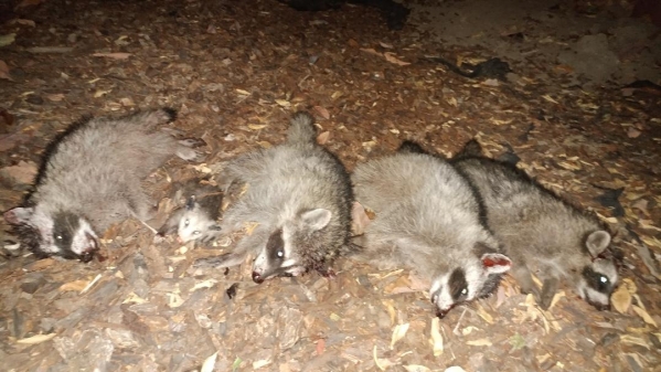 1537686954_16187805515ba73daa5f95b4.29146367_Dead_coons.jpg