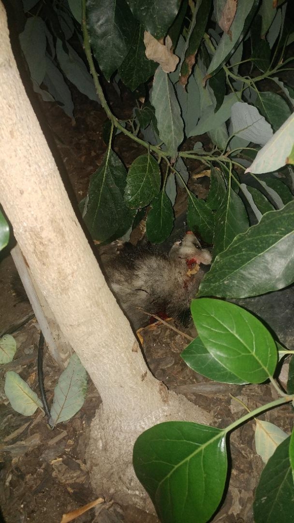 1537693407_10925353605ba756dfeeb484.21813867_possum 2.jpg