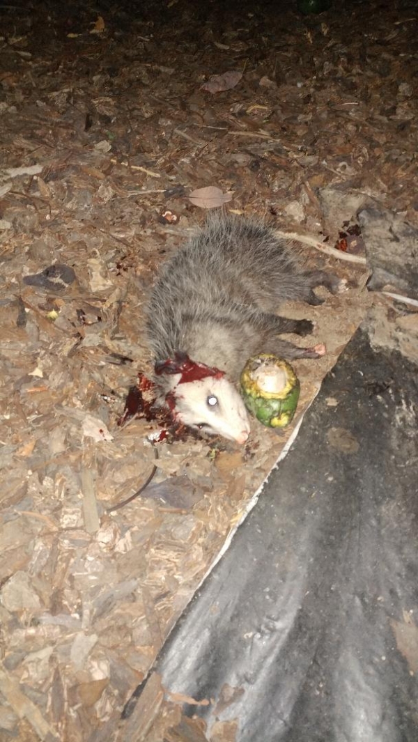 1537765156_9339395315ba86f248e0851.84302426_possum_thief.jpg