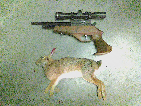 1538021943_543821105bac5a37dfb6e3.35435337_AR6 bunny.jpg