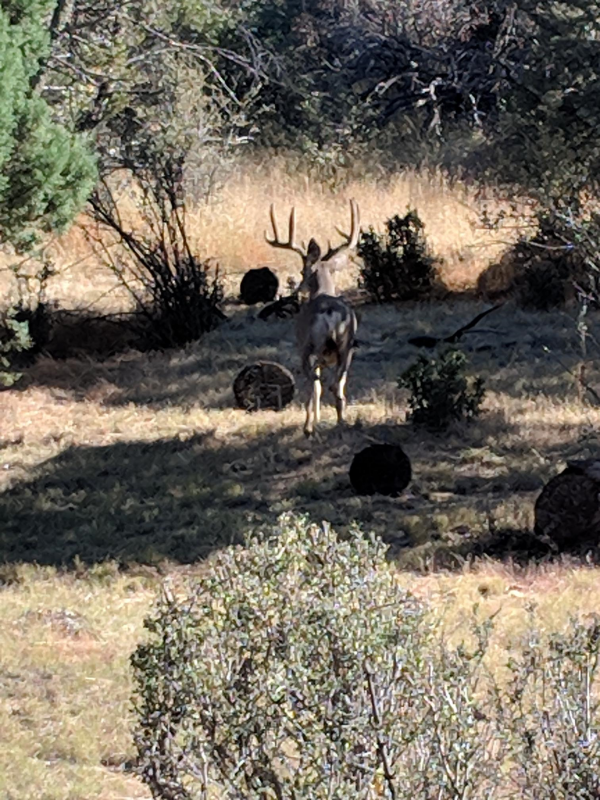 1538267867_18153312245bb01adb410779.84740088_Deer 1.png