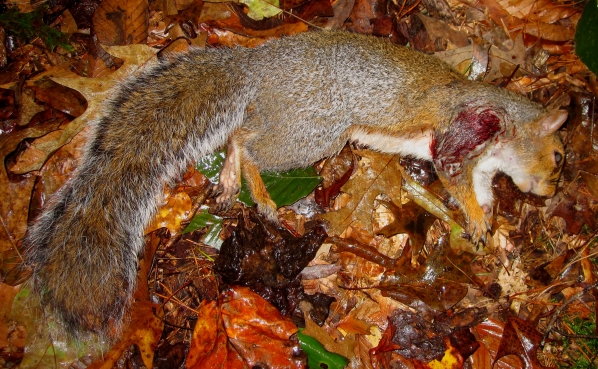 1539533121_9958852355bc3694161ea58.13210565_SquirrelKill2_2018.jpg