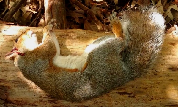 1539723336_9295033455bc65048b848a0.50191381_SquirrelKill3_2018.jpg