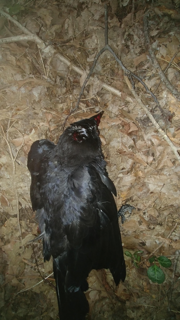 1540165401_17101542725bcd0f19977c37.65806330_crow.jpg