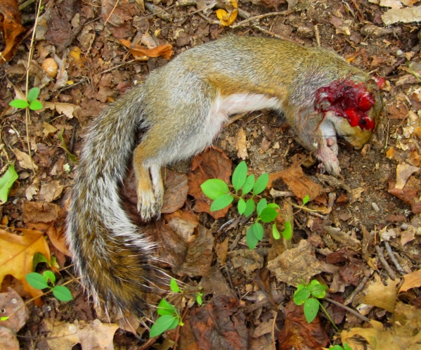 1540505605_18358601135bd24005a73b29.62395128_SquirrelKill4_2018.jpg