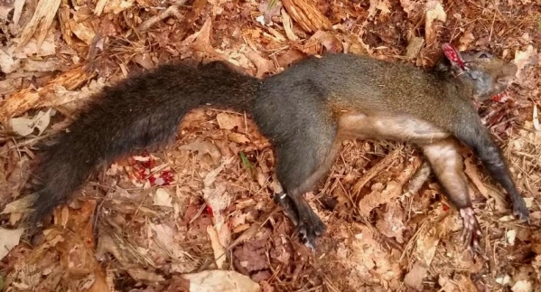 1540570134_14583241705bd33c16b656c9.59340639_BlackSquirrelKill.jpg