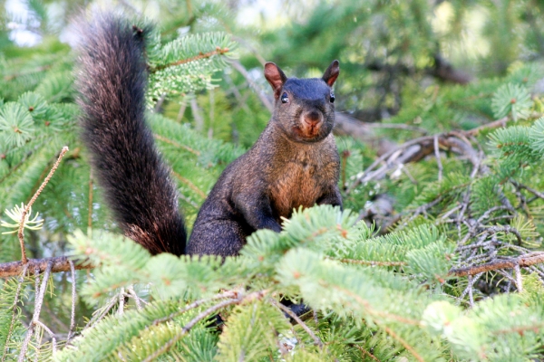 1540580849_10568607075bd365f173fcb1.13220973_BlackSquirrel.jpg