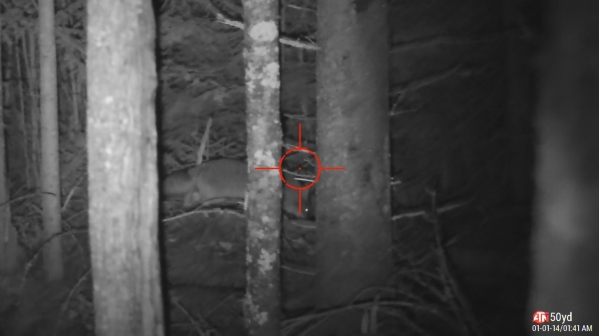 1541478700_1094503595be1192c367879.67229577_coyotesightingnoshot.jpg