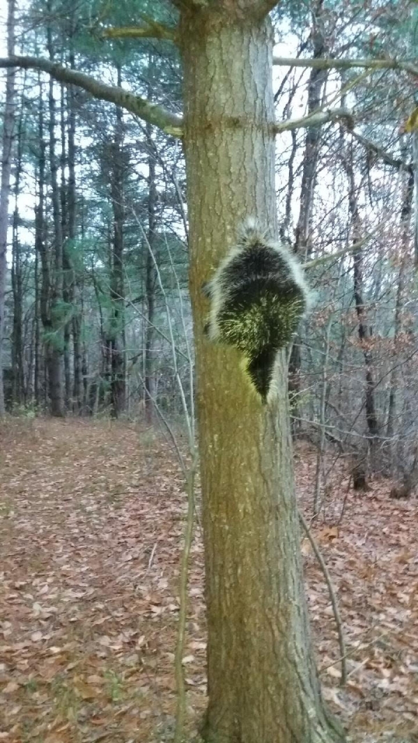 1542067063_5804919725bea1377d12155.33737482_porcupine.jpg