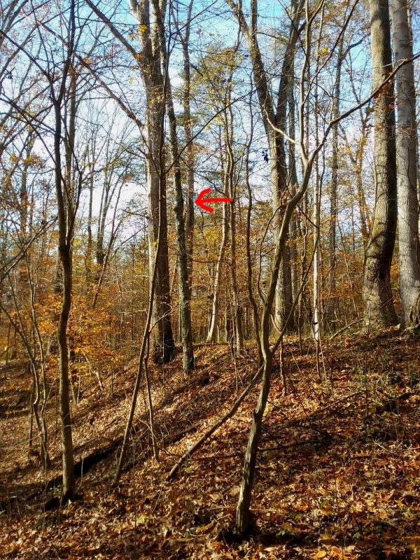1542400686_4782797965bef2aae99ba83.30455119_SquirrelHole1.jpg