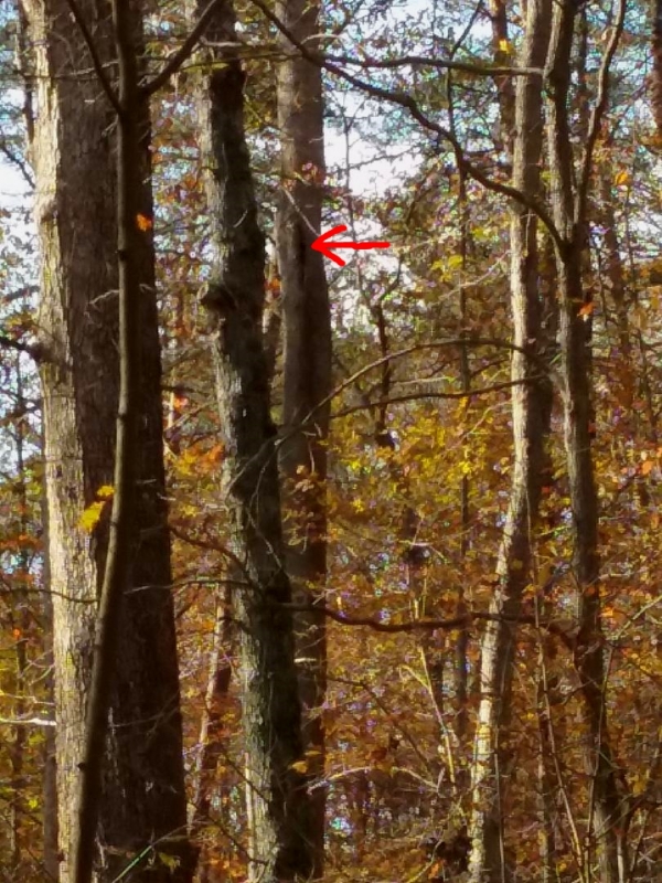 1542400703_7598320085bef2abf1c1661.63588626_SquirrelHole2.jpg