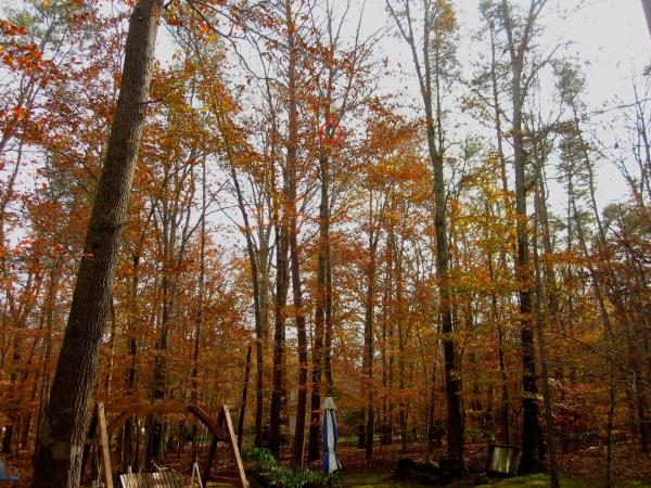 1542643279_16514562475bf2de4f4c00d5.90682227_SquirrelInTreeNotch1.jpg