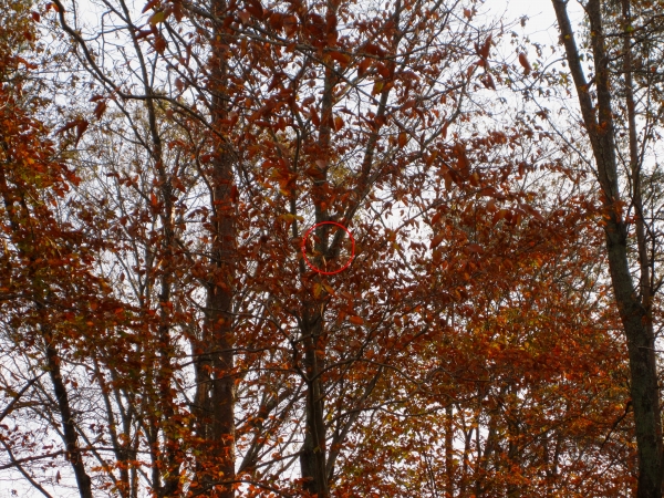 1542643299_3352042155bf2de63c818d4.20438238_SquirrelInTreeNotch2.jpg