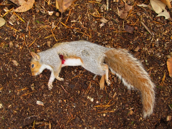 1542643314_1756137605bf2de726059c7.64642600_SquirrelInTreeNotch3.jpg