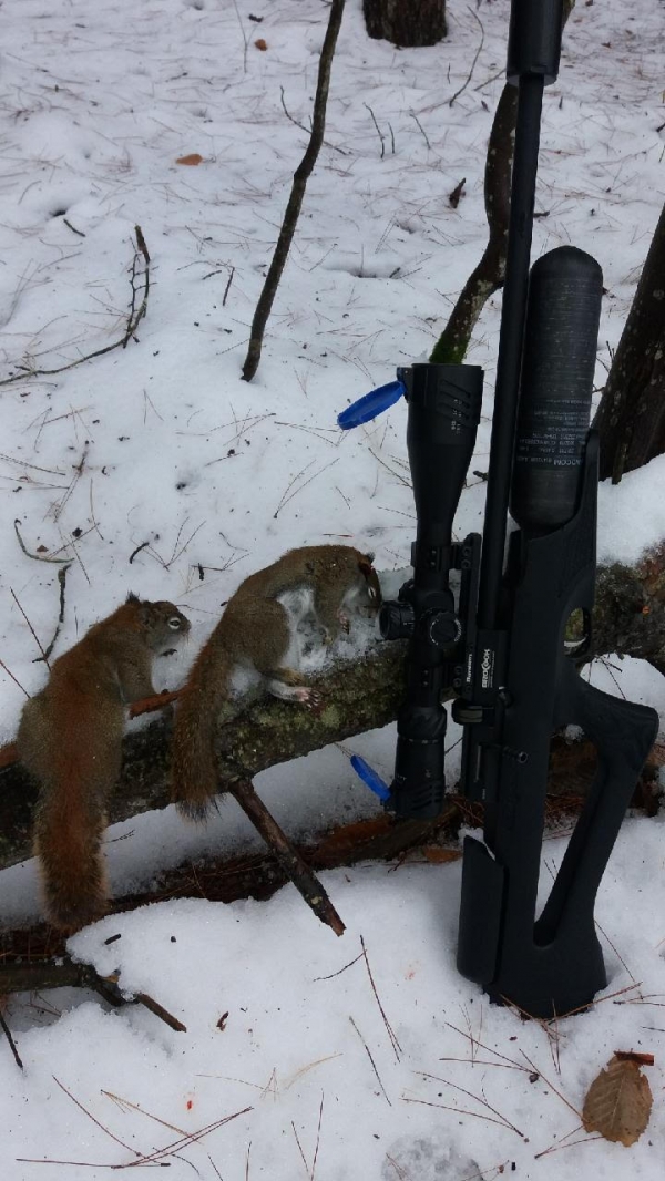 1543274322_9553784545bfc7f522fbdb2.15797189_Squirrel 1.jpg