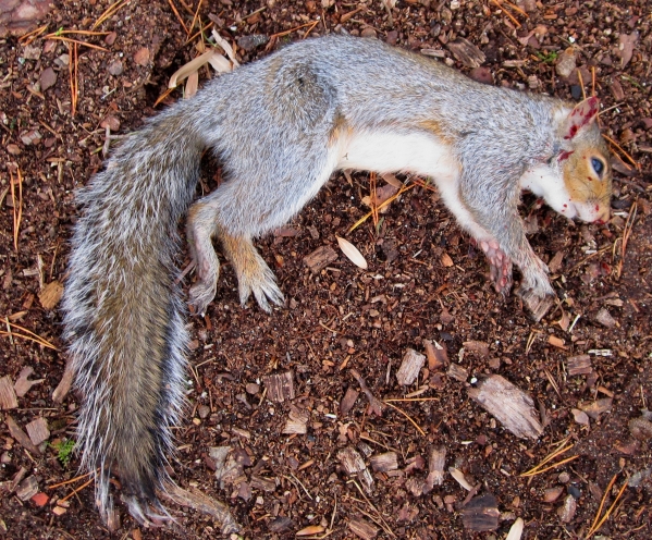 1543408590_750928665bfe8bce3ae215.50992382_SquirrelKill10_2018.jpg