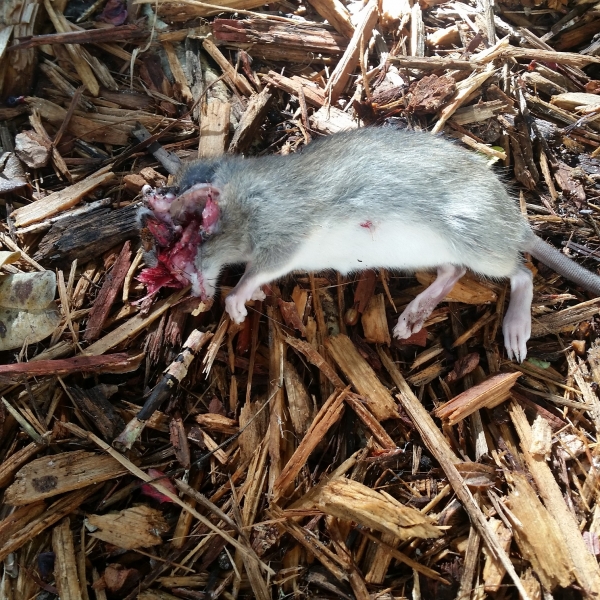 1543701764_3210361385c030504607391.35409955_rat33_2018.jpg