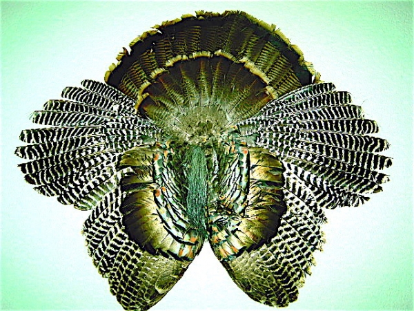 1544308140_8820601375c0c45acb50f83.25244736_Gobbler mount.JPG