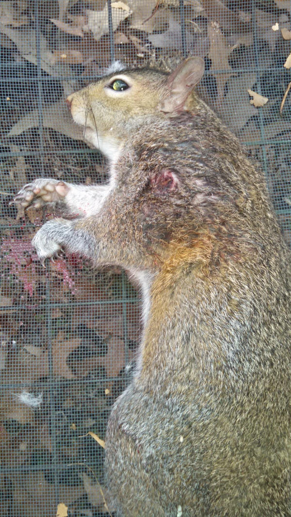 1544878353_9859338595c14f911a44e60.34552282_squirrel shot with slug in shoulder - Copy.jpg