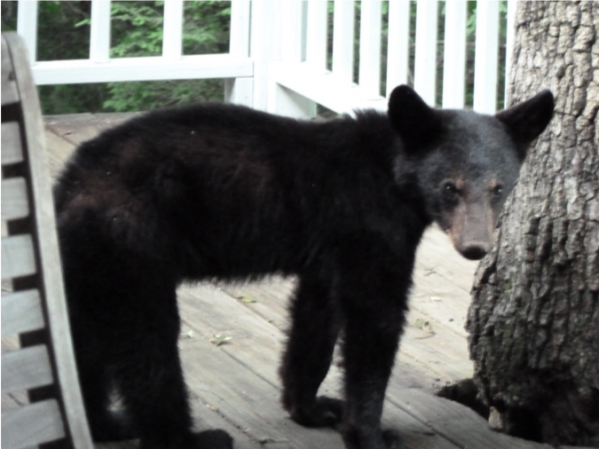 1545089560_20655590675c1832183309f2.98089375_jc bear.png