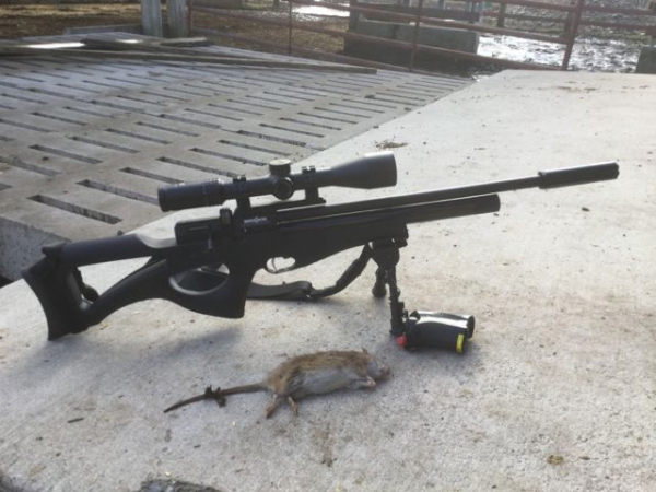 1545682135_857664825c213cd7ce7604.28077189_122518_xmas eve rat1.jpg