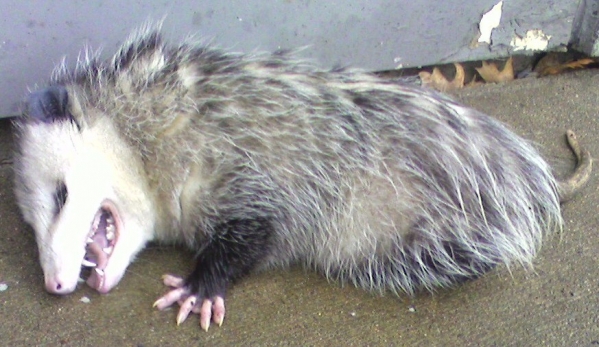 1545794149_18164862635c22f265ece3f8.14893529_Opossum2.jpg