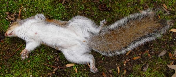 1546182707_2584142355c28e033499051.10215220_SquirrelKill8_2018.jpg